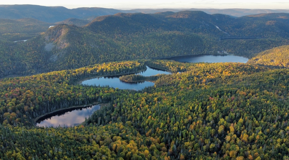 Forêt vue des airs